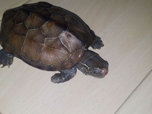 新手饲养水龟入门,饲养黄喉拟水龟需要什么手续