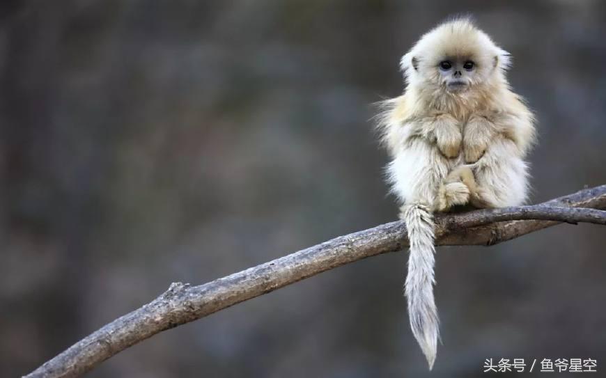 生肖猴在未来几年运气怎么样,2018年属猴男每个月运程和财运