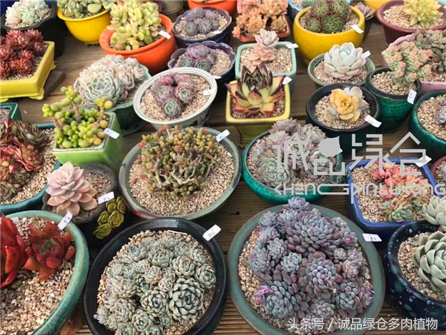 美爆了的韩国多肉植物大棚