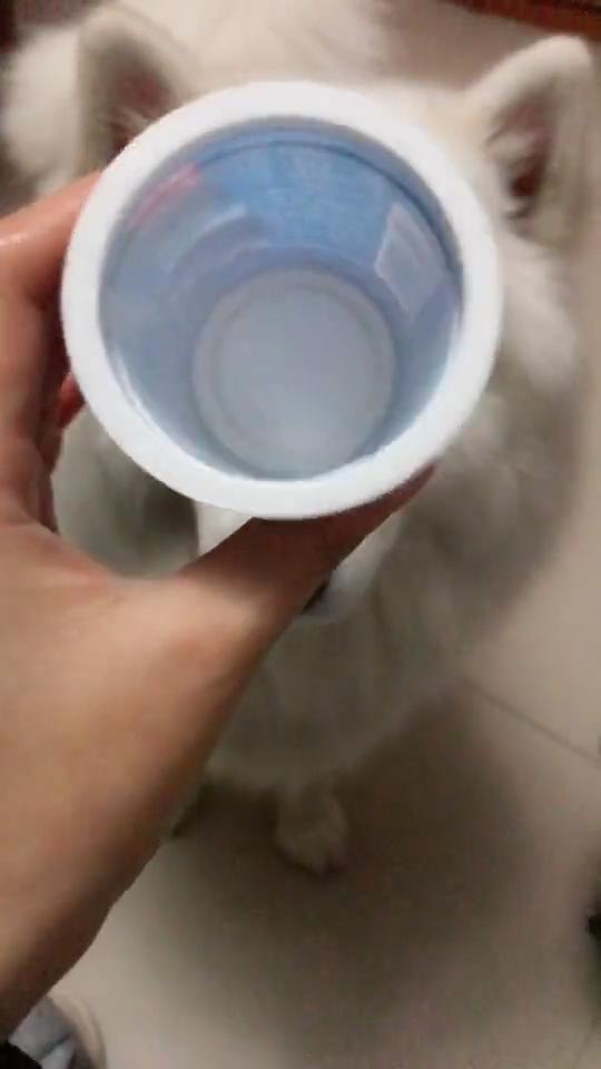 狗狗喂药好难喂怎么喂才好,如何正确给狗狗喂液体药