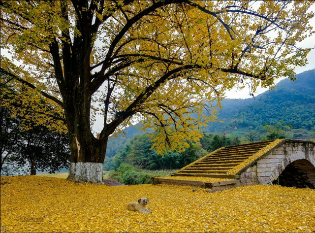 2018年浙江地方景点旅游日历大合集！含杭州，建德，温州，金华！