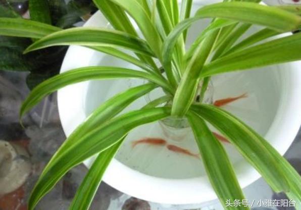 水培牡丹吊兰绿油油不黄叶,吊兰需要水培到长根后再栽土里吗