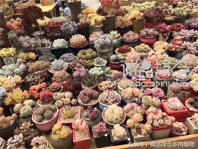 美爆了的韩国多肉植物大棚