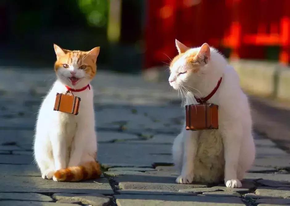 澳洲留学生回国前必做清单,去澳洲旅游前需要做的事