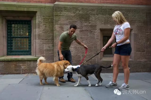 小狗为什么突然身体僵硬了,狗狗和人在一起呼吸有问题