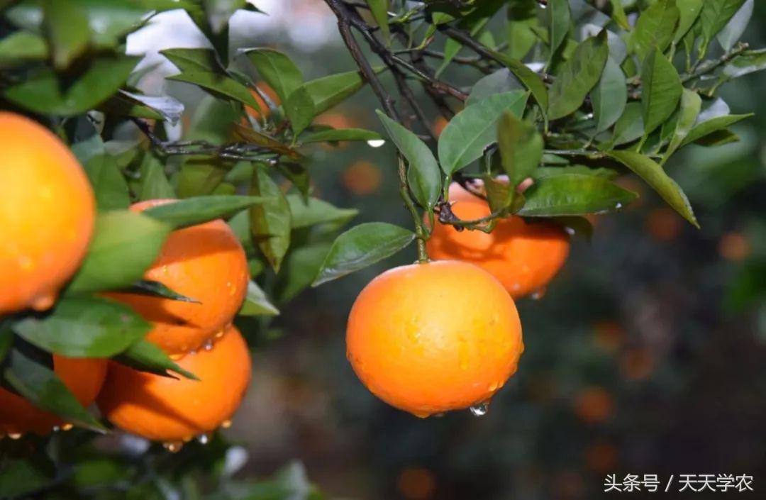 广西沃柑和象山红美人,柑橘品种大全绿柑