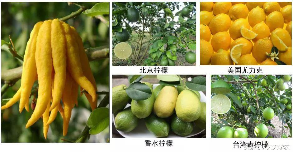 柑橘五大品种的特点和优势,柑橘品种介绍视频