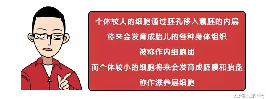 卵子和精子相遇……怎么就变成小孩了？