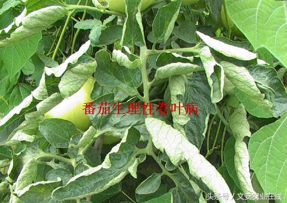 番茄叶面卷曲是什么原因,番茄新叶向下卷曲皱缩