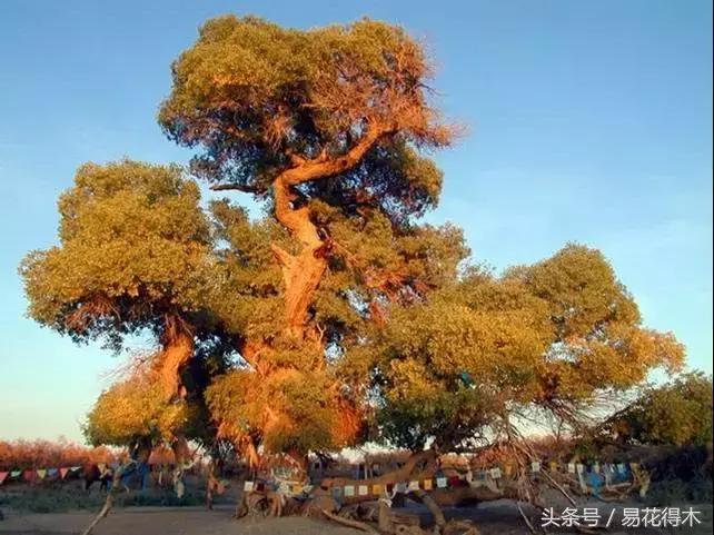 凉州词王之涣台词,王之涣凉州词简介