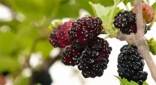 女神必备：养颜花果茶