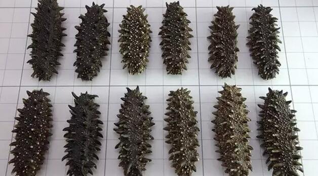 海参也有很多种,全世界所有可以吃的海参