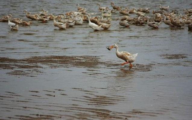 海鸭蛋到底好不好吃,海鸭蛋到底有没有黄