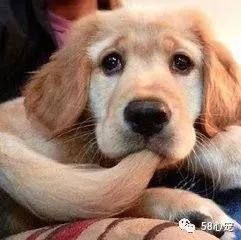 春节不用愁断肠,心宠点评惠帮忙