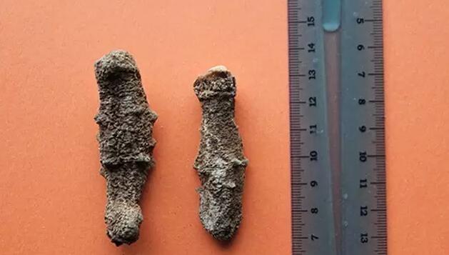 海参也有很多种,全世界所有可以吃的海参