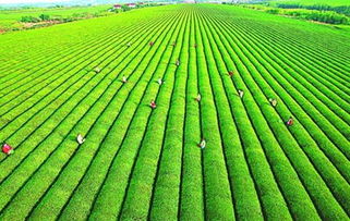 农村十大赚钱的项目,农村5个致富种植项目