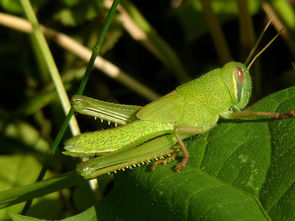 农村十大赚钱的项目,农村5个致富种植项目