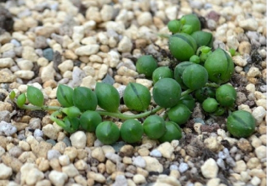 佛珠吊兰和翡翠吊兰有什么区别,佛珠吊兰情人泪