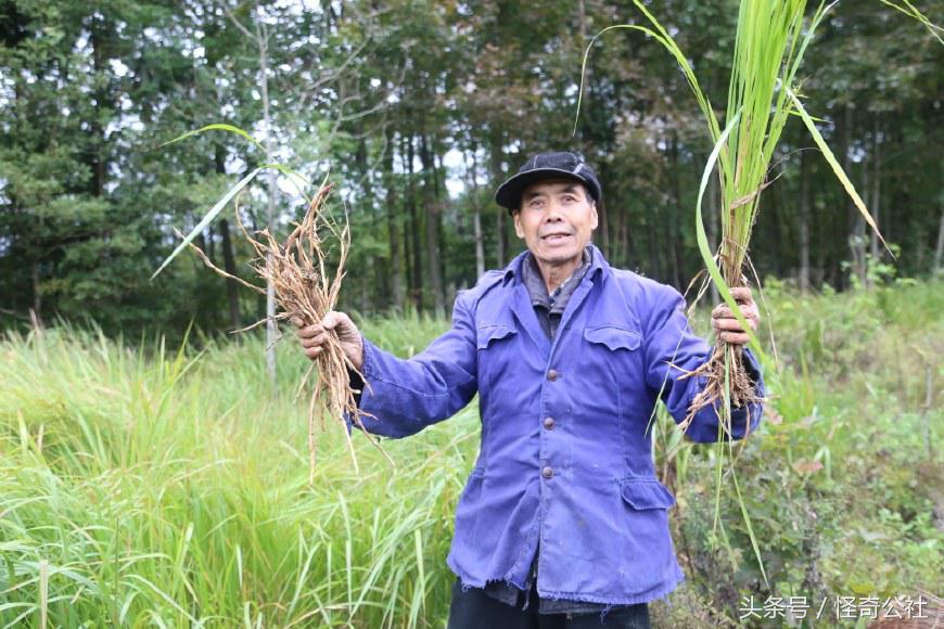 茅草根熬水能治感冒,茅草根煮水治感冒
