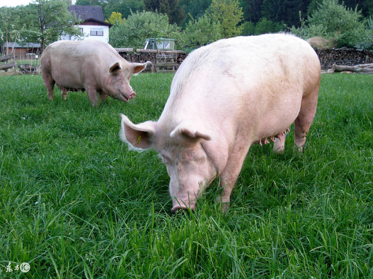 母猪受胎率低怎么解决,母猪产白胎的原因及治疗方法