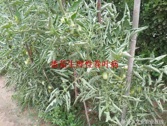 番茄叶面卷曲是什么原因,番茄新叶向下卷曲皱缩