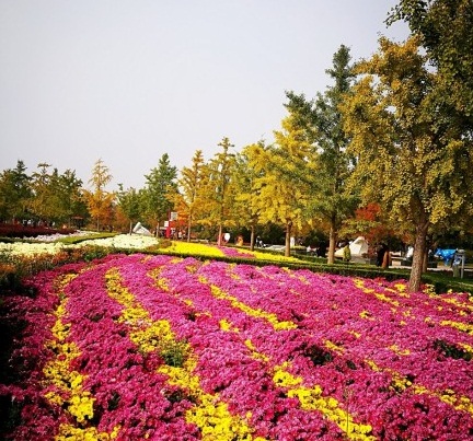 北京国际鲜花港直播,北京国际鲜花港可以带狗狗吗