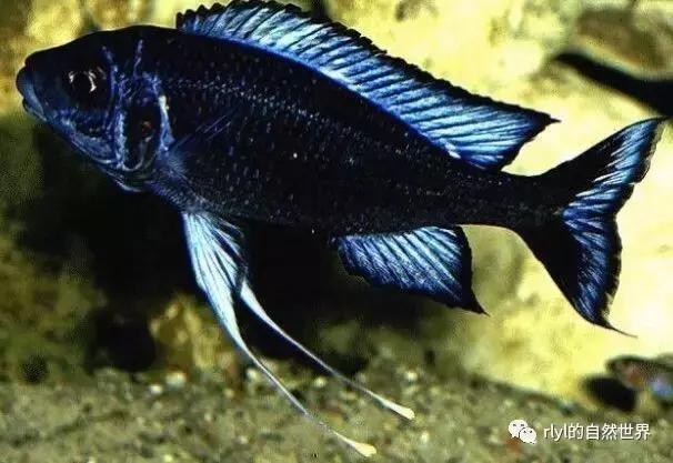 「鱼标本戏说非洲慈鲷」第一章：羽鳍类永恒的经典——蓝提