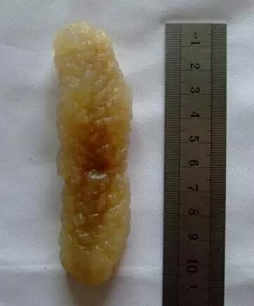 带您了解世界海参,你知道全球有多少种鲨鱼吗