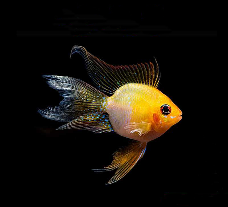 金波子鱼越养越红,金波子鱼观赏