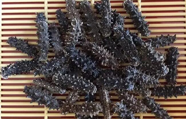 带您了解世界海参,你知道全球有多少种鲨鱼吗