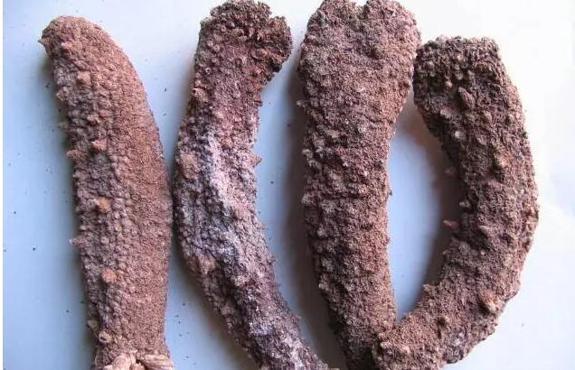 带您了解世界海参,你知道全球有多少种鲨鱼吗