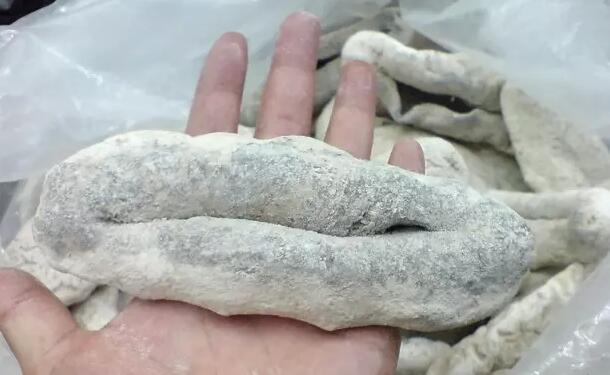 海参也有很多种,全世界所有可以吃的海参