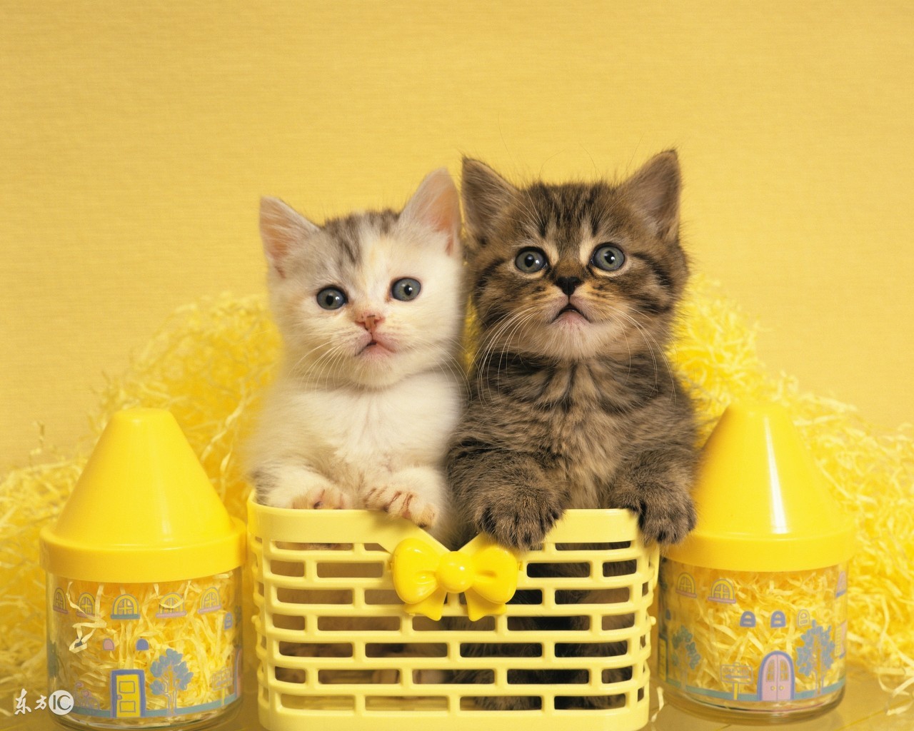 喵咪怀孕了咋一直叫,主子怀孕猫咪的反应