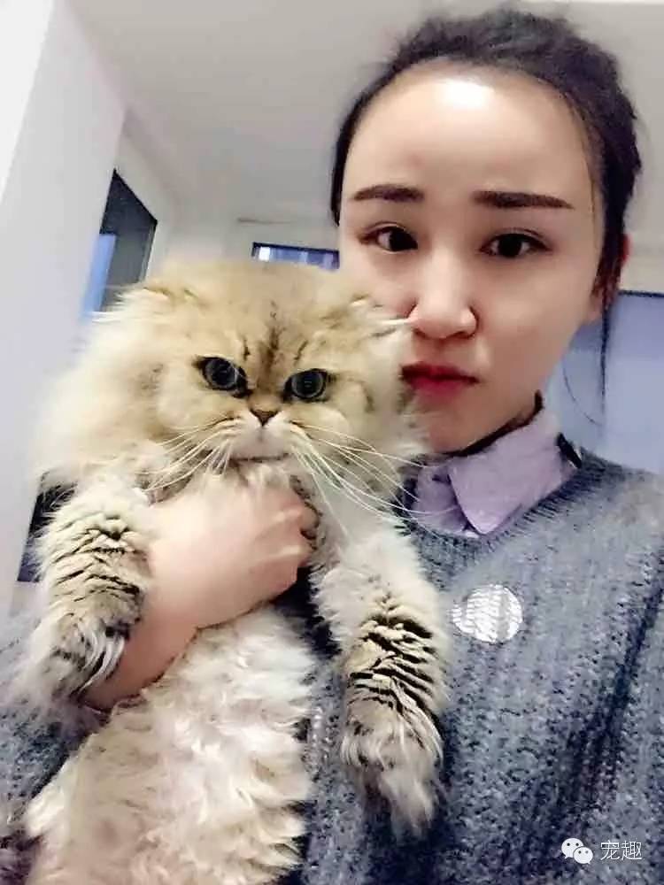 怎么解决猫咪眼睛流脓问题,猫咪经常流泪有眼屎怎么回事