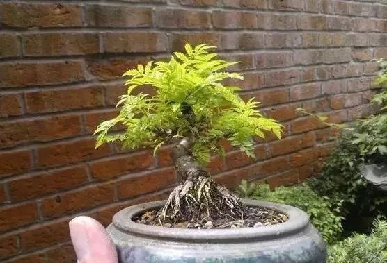 大师是怎么炼成的免费,真正的大师是怎么练成的