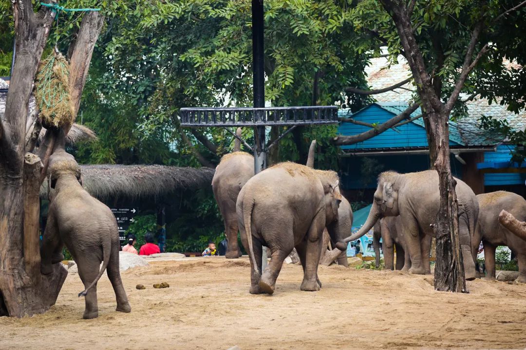 广州长隆野生动物园亲子跟拍,爸爸去哪儿广州长隆野生动物园
