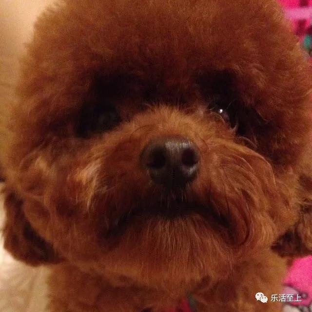 lv新年限定包包,gucci新春限定系列