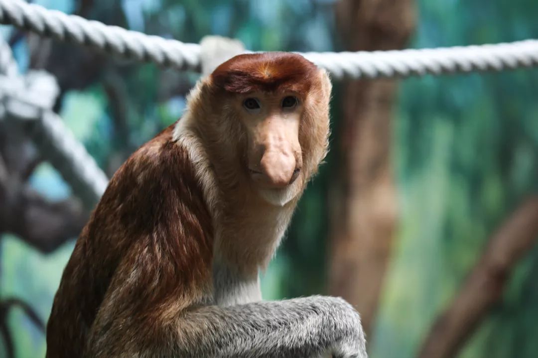 广州长隆野生动物园亲子跟拍,爸爸去哪儿广州长隆野生动物园