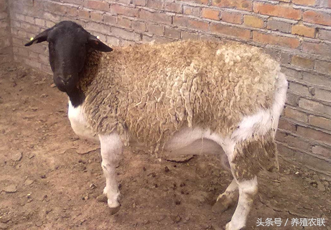 肉羊早期断尾的四大好处和三大方法