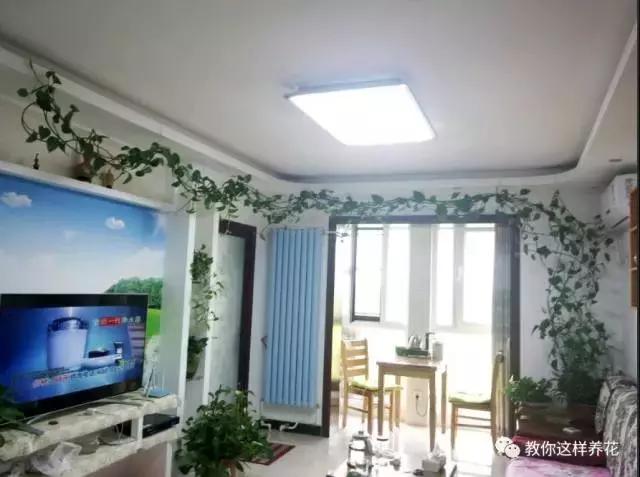 绿萝能用绳子捆上吗,绿萝扎根绳子的方法