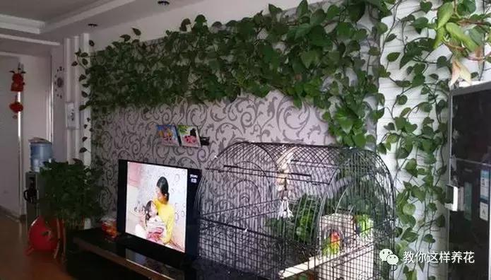 绿萝能用绳子捆上吗,绿萝扎根绳子的方法