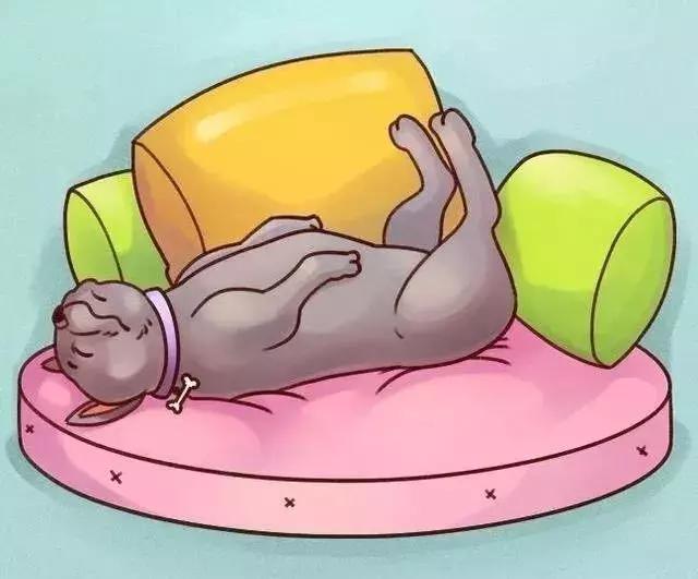 牛牛的睡姿,牛牛侧身睡觉好不好