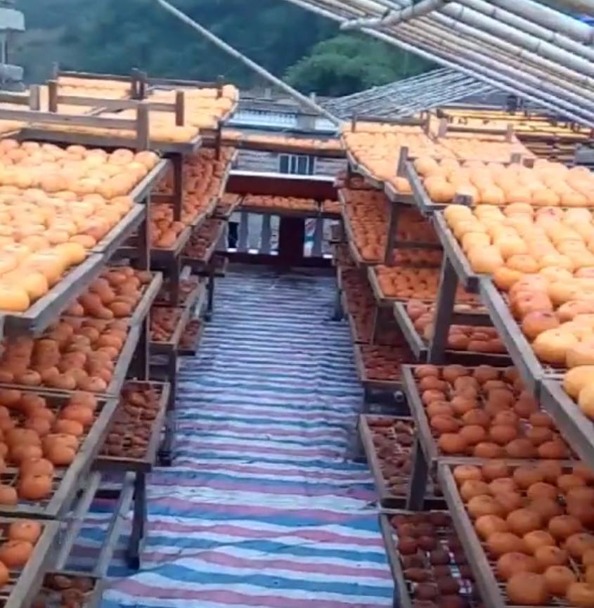 种植西红柿的成本有哪些,无土栽培西红柿一年能挣多少钱