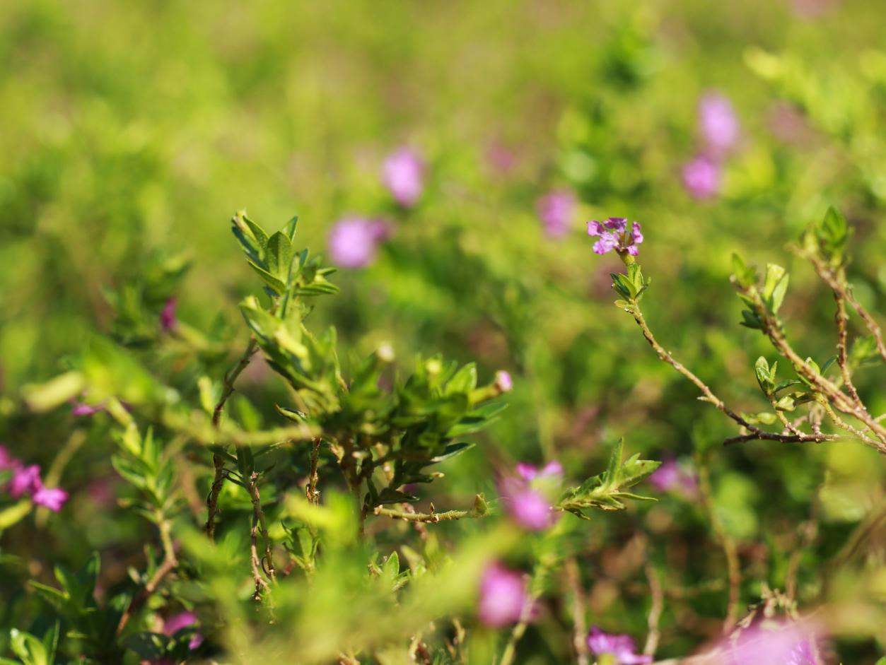 佳能eosm6原装镜头拍摄效果好吗,佳能eosm6数码相机