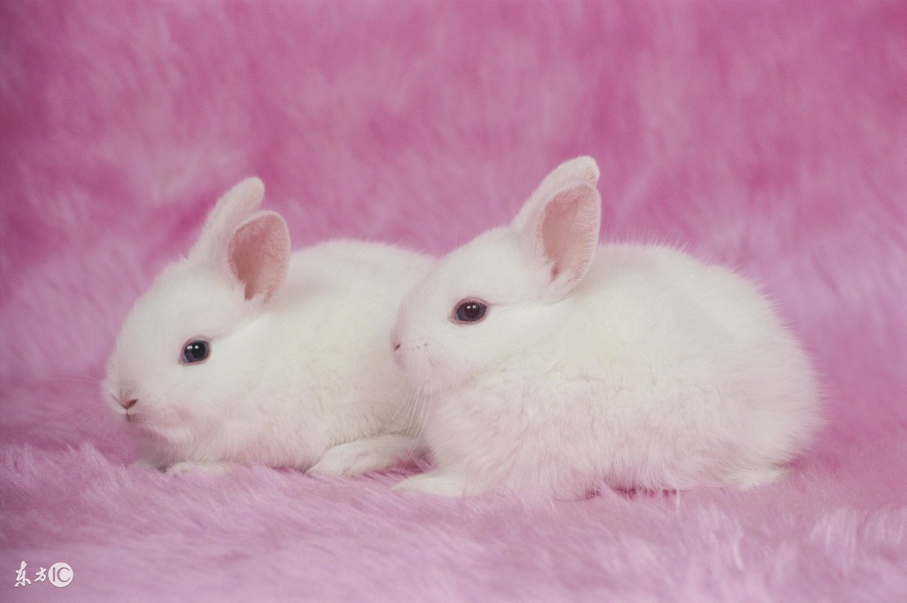 今年下半年各大生肖的财运转机,2018年财运暴涨的四大生肖