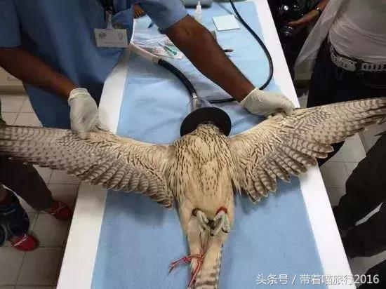 阿布扎比之行,阿布扎比四面八方