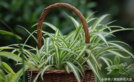 花卉施肥过多怎么办,花卉肥料放多怎么补救