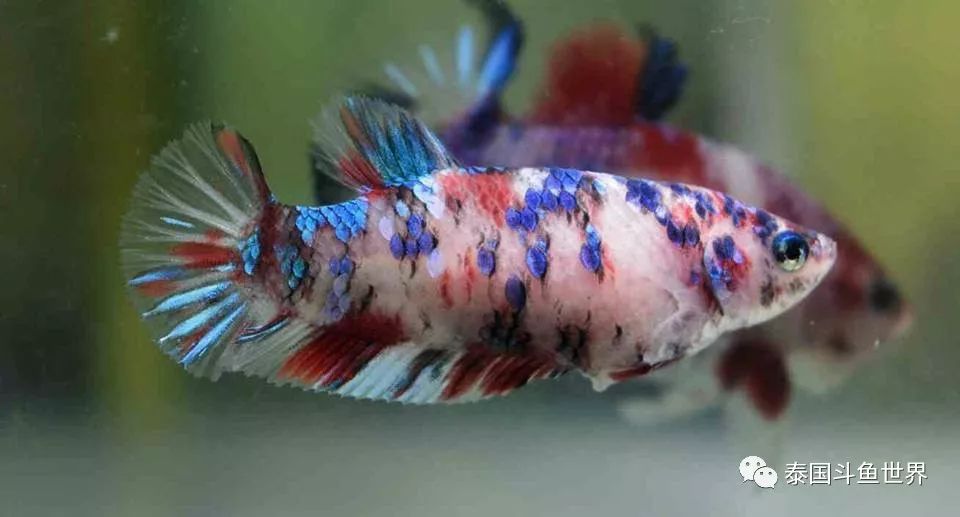 斗鱼拍卖最新消息,泰国斗鱼鱼苗专场