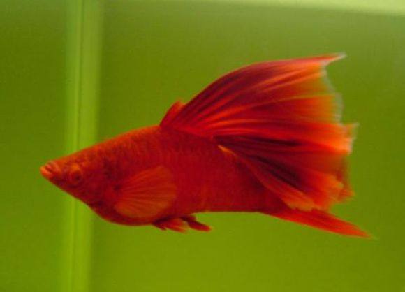 适合新手养的观赏鱼,适合新手养的淡水河豚