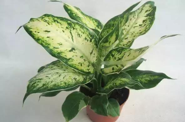 室内吸烟会变成二手烟自己吸吗,家里有人吸烟养什么花